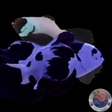 Amphiprion ocellaris „Black Storm & Black Storm Extreme Longfin“ Nachzucht Paar