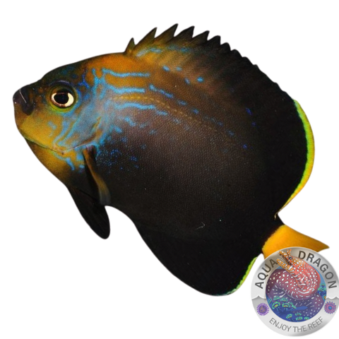 Chaetodontoplus cephalareticulatus „Kaiserfisch“ Nachzucht