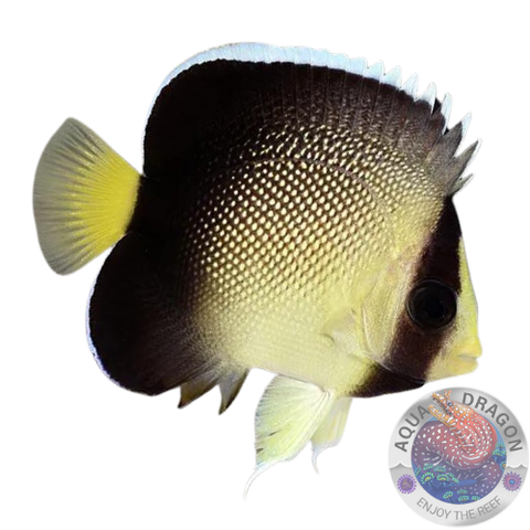 Apolemichthys xanthotis „Arabischer Kaiserfisch“