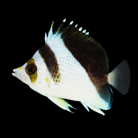 Chaetodon „Hybrid - Backcross“