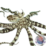 Thaumoctopus mimicus „Mimik-Oktopus“