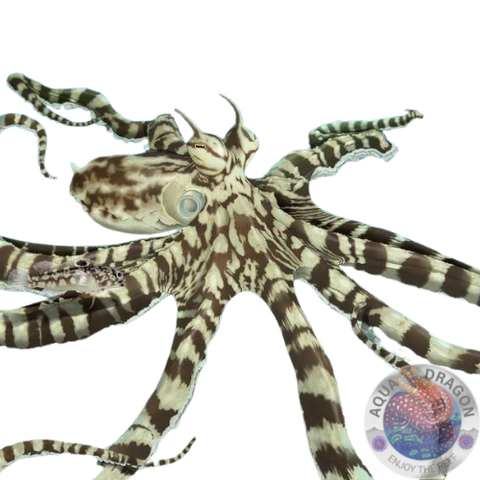 Thaumoctopus mimicus „Mimik-Oktopus“