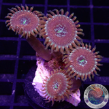 Krustenanemonen „Magician“