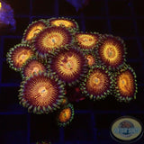 Krustenanemonen „Nirvana“