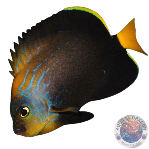 Chaetodontoplus cephalareticulatus „Kaiserfisch“