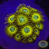 Krustenanemonen „Pikachu“ AD Special