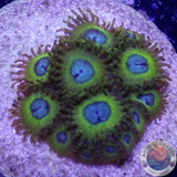 Krustenanemonen „Pikachu“ AD Special