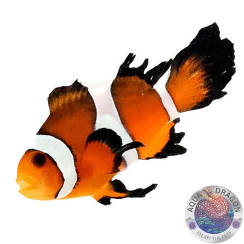 Amphiprion ocellaris „Longfin“ Nachzucht