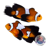 Amphiprion ocellaris „Longfin“ Paar Nachzucht