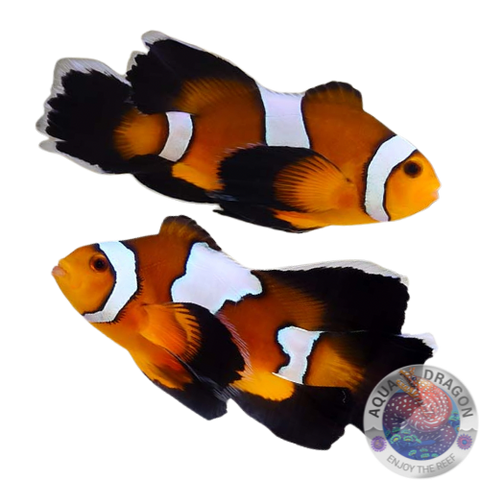 Amphiprion ocellaris „Longfin“ Paar Nachzucht