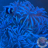 Macrodactyla doreensis “Purple” L