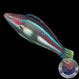 Cirrhilabrus temminckii „Temmincks-Lippfisch“ weiblich