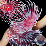 Sabellastarte spp. „Pink & White“