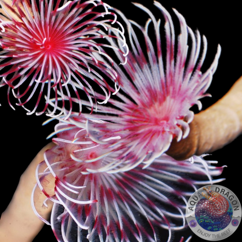 Sabellastarte spp. „Pink & White“