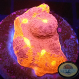 Echinophyllia spp. „Purple Bugatti“ WYSIWYG