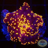 Discosoma spp. „Interstellar“