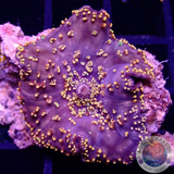 Discosoma spp. „Interstellar“