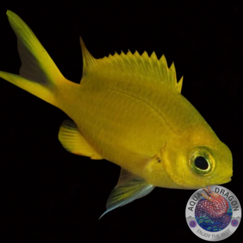 Chromis analis „Gelber Riffbarsch“