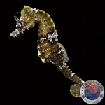Hippocampus erectus „Seepferdchen“ Nachzucht männlich