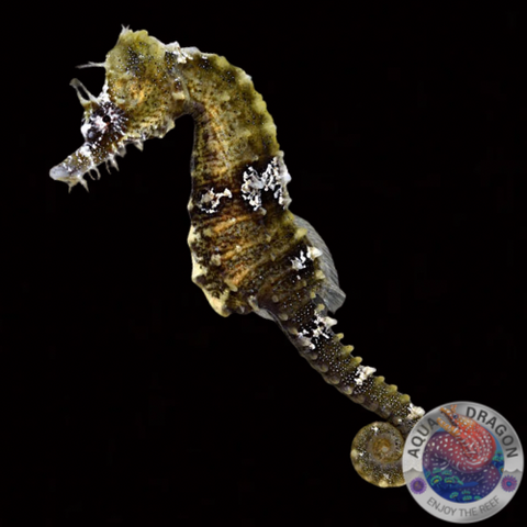Hippocampus erectus „Seepferdchen“ Nachzucht männlich