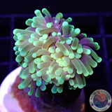Euphyllia glabrescens „Banana Joe“