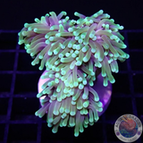Euphyllia glabrescens „Banana Joe“