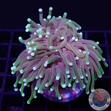 Euphyllia glabrescens „Banana Mama“ WYSIWYG