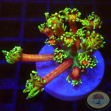 Goniopora spp. „Mastergrade“