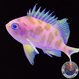 Odontanthias borbonius „Tiefwasser Fahnenbarsch“ M