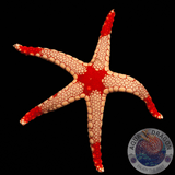 Fromia monilis “Perl-Seestern” Red/Blue