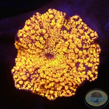 Discosoma spp. „Interstellar“ WYSIWYG