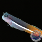Ecsenius springeri „Springers Schleinmfisch“