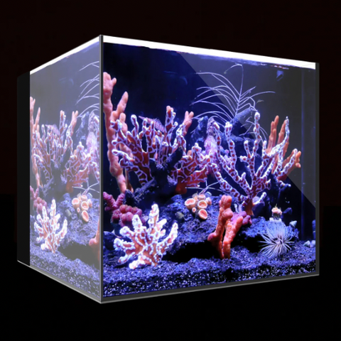 WATERBOX AQUARIUMS AIO