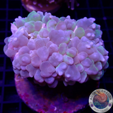 Plerogyra sinuosa „Bubble Splash“ WYSIWYG „AD Special“