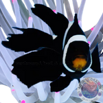 Amphiprion ocellaris „Longfin Phantom Clownfish“ Nachzucht