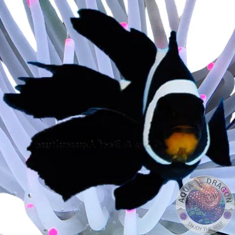 Amphiprion ocellaris „Longfin Phantom Clownfish“ Nachzucht