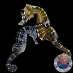 Hippocampus erectus „Seepferdchen“ Paar Nachzucht