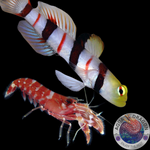 Stonogobiops dracula „Dracula-Wächtergrundel“ & Alpheus spp. „Knallkrebs“