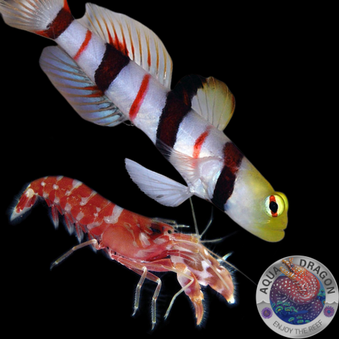 Stonogobiops dracula „Dracula-Wächtergrundel“ & Alpheus spp. „Knallkrebs“