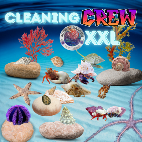 Cleaning Crew Box XXL