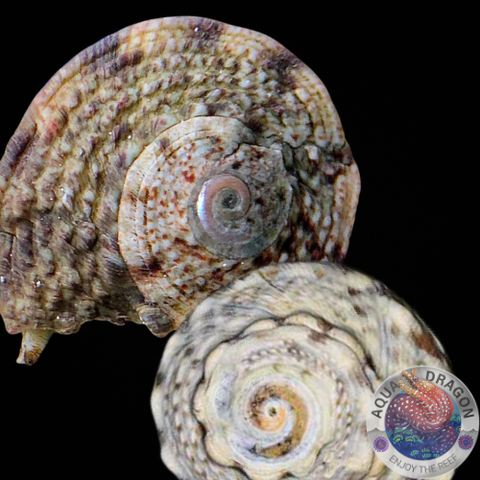 Lunella coronata „Kronenturbanschnecke“