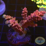 Acropora spp. „Cherry“ 🍒 WYSIWYG „AD Special“