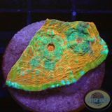 Echinophyllia spp. „Rainbow Dragon“ 🐉 WYSIWYG „AD Special“