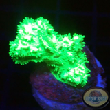 Hydnophora spp. „Kryptonite FuzZ“