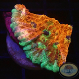 Echinophyllia spp. „Hunter“ WYSIWYG „AD Special“
