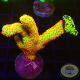 Montipora samarensis „Star Fredy“ WYSIWYG