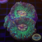 Moseleya latistellata „Alien Invasion“ WYSIWYG