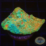 Echinophyllia spp. „Rainbow Dragon“ 🐉 WYSIWYG „AD Special“