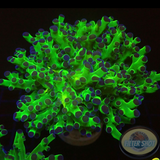 Euphyllia paradivisa „Octo Frog“