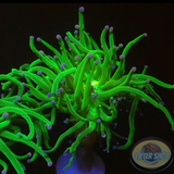 Euphyllia glabrescens „She Hulk“